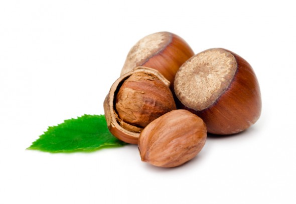 mollissima